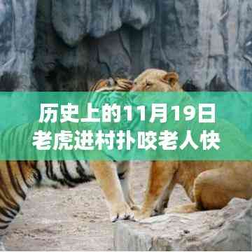驚魂時刻與英勇脫險，猛虎進村襲擊老人，快速拉門化險為夷的傳奇故事