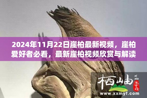 2024年崖柏最新視頻欣賞與解讀，獨家呈現，崖柏愛好者必看