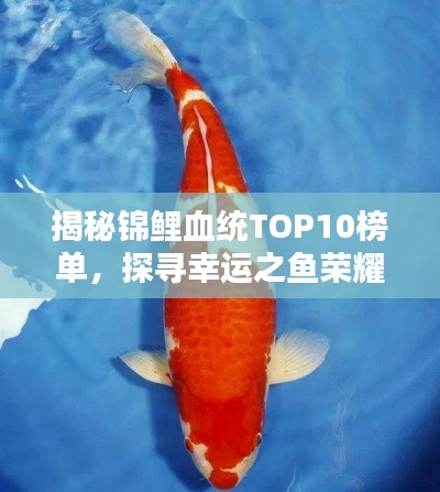 揭秘錦鯉血統(tǒng)TOP10榜單，探尋幸運(yùn)之魚(yú)榮耀上榜的奧秘！
