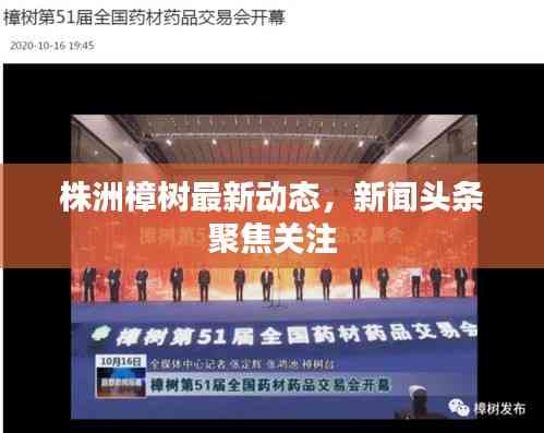 株洲樟樹(shù)最新動(dòng)態(tài)，新聞?lì)^條聚焦關(guān)注