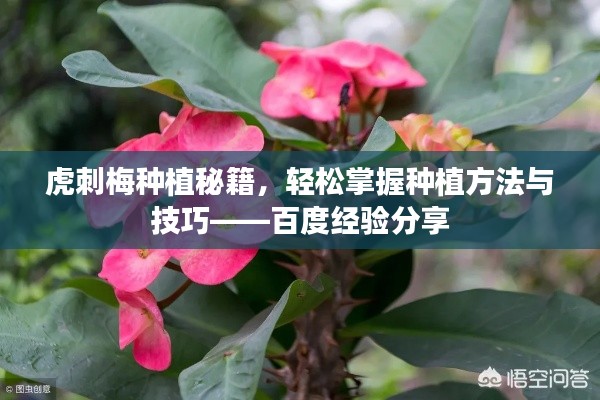 虎刺梅種植秘籍，輕松掌握種植方法與技巧——百度經(jīng)驗分享